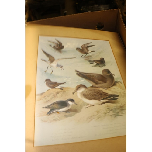 307 - 14 ARCHIBOLD THORBURN BIRD PRINTS - 8 FRAMES, 6 UNFRAMED