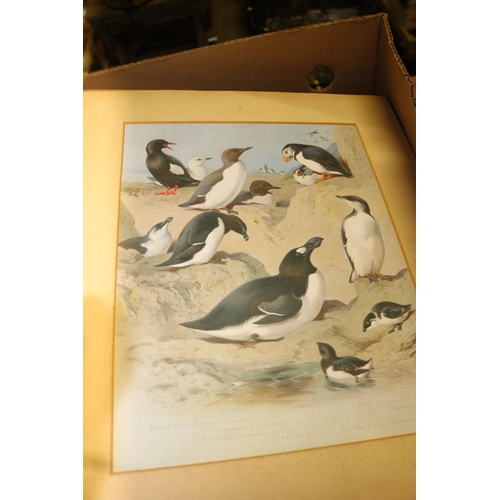 307 - 14 ARCHIBOLD THORBURN BIRD PRINTS - 8 FRAMES, 6 UNFRAMED