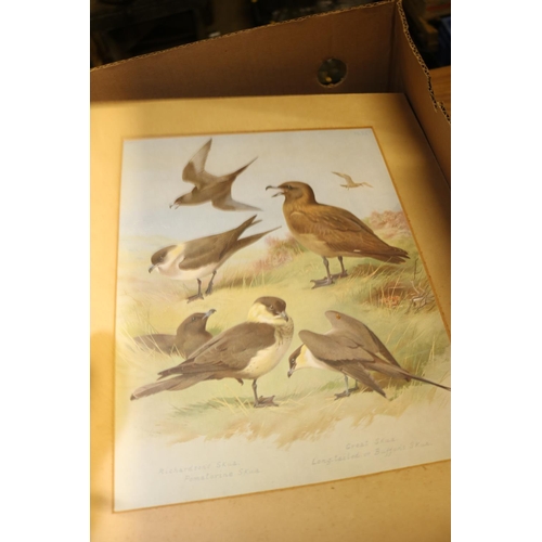 307 - 14 ARCHIBOLD THORBURN BIRD PRINTS - 8 FRAMES, 6 UNFRAMED