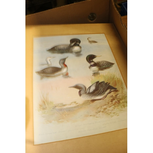 307 - 14 ARCHIBOLD THORBURN BIRD PRINTS - 8 FRAMES, 6 UNFRAMED