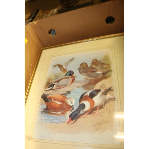 307 - 14 ARCHIBOLD THORBURN BIRD PRINTS - 8 FRAMES, 6 UNFRAMED