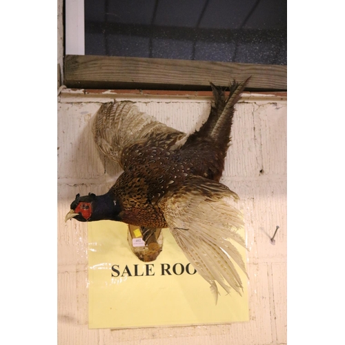 402 - TAZIDERMY PHEASANT IN FLIGHT