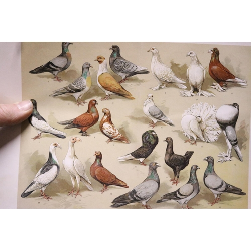 407 - NUMEROUS SCIENTIFIC NATURE PRINTS FROM LEIPZIG & WATERFOWL