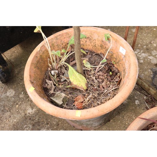 54 - Planted clay pot