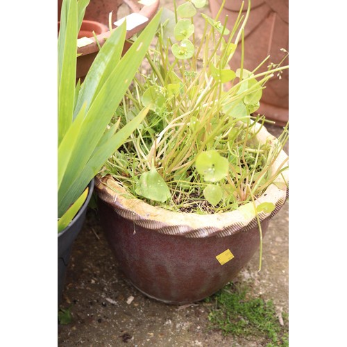 77 - Various plastic plant pots & 1 small glazed