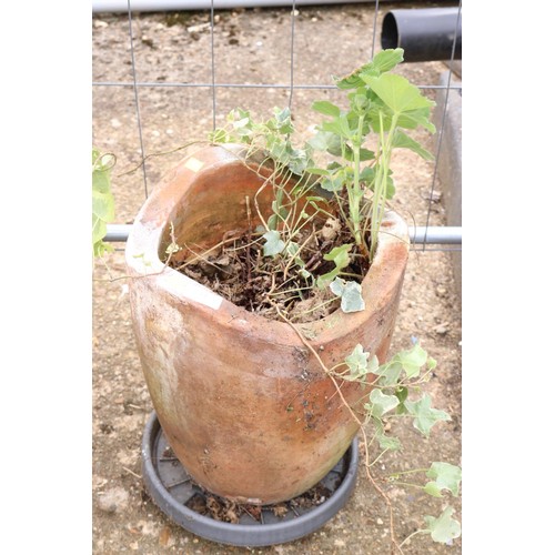 11 - Terracotta shaped pot with ladies mantle and Ivy