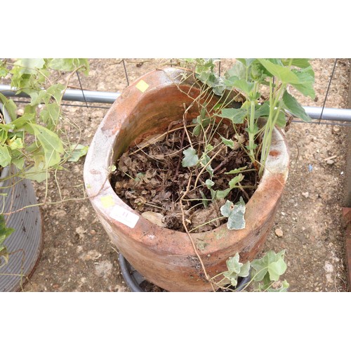 11 - Terracotta shaped pot with ladies mantle and Ivy