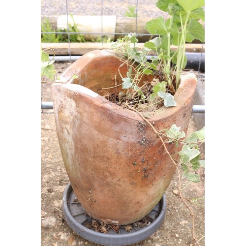 11 - Terracotta shaped pot with ladies mantle and Ivy