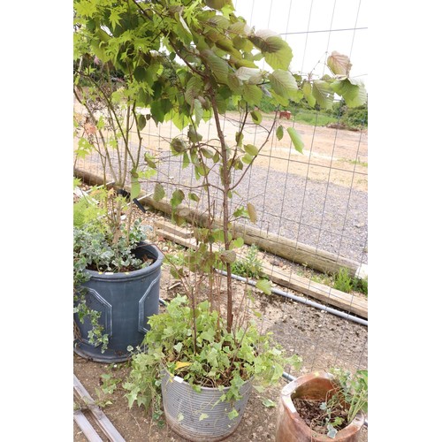 12 - Large beach tree in ripped pot