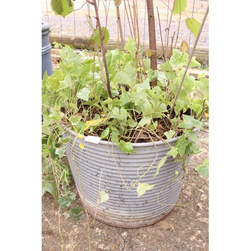 12 - Large beach tree in ripped pot