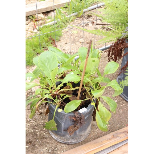 15 - Perennial plant in fibre, clay pot