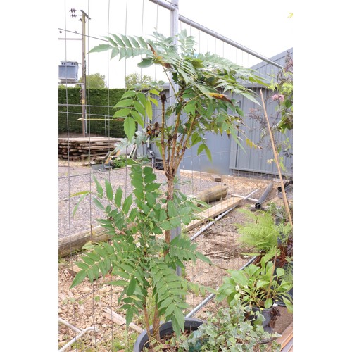 17 - Mahonia in fibre, clay pot