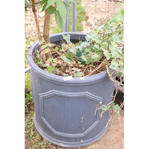 17 - Mahonia in fibre, clay pot