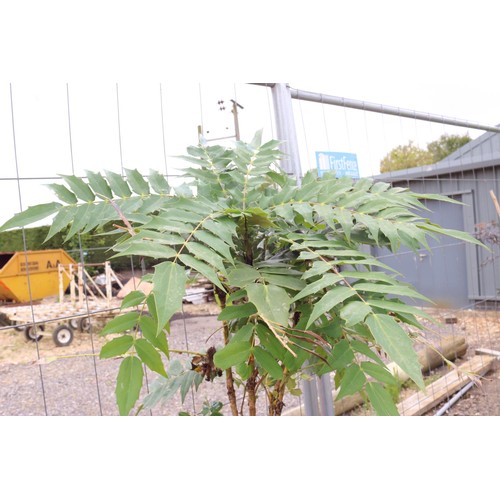 17 - Mahonia in fibre, clay pot