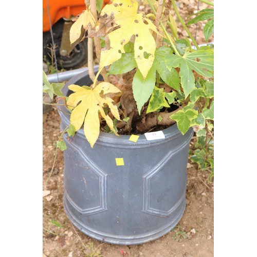 19 - Caster oil plant (Fatsia) in fibre clay pot