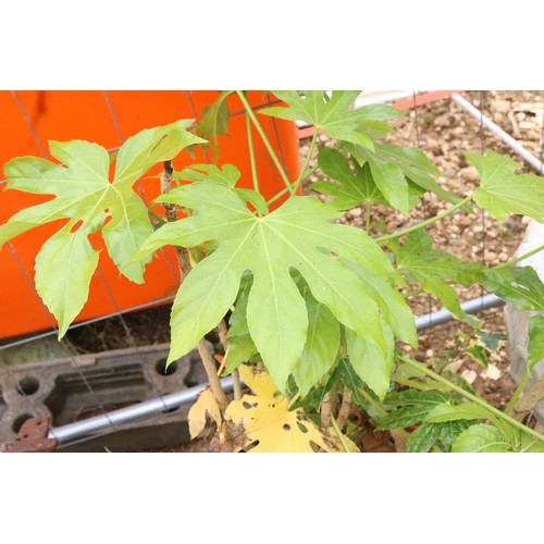 19 - Caster oil plant (Fatsia) in fibre clay pot