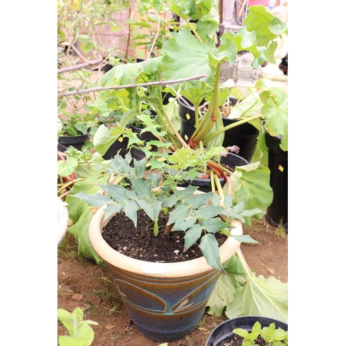 32 - mahonia in ceramic pot