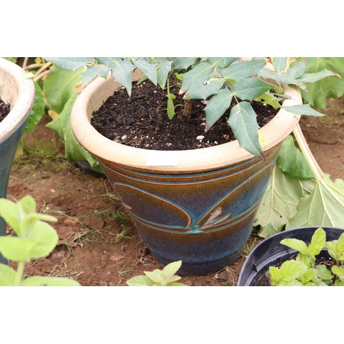 32 - mahonia in ceramic pot