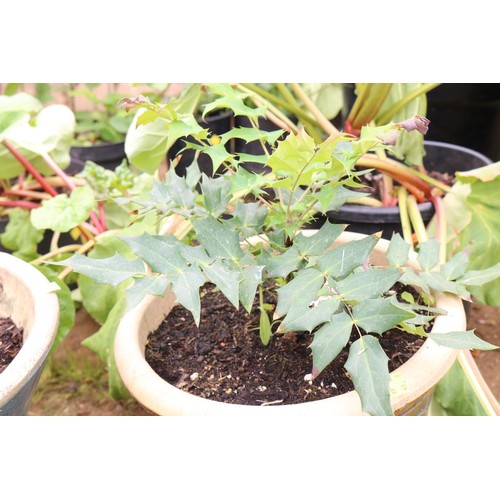 32 - mahonia in ceramic pot