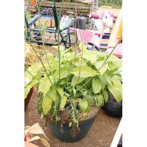 41 - Glazed pot with hosta