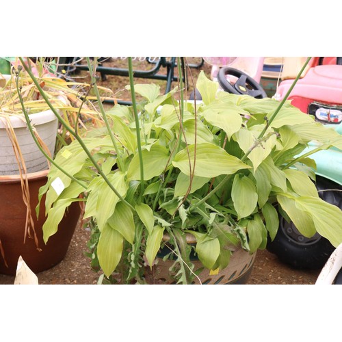 41 - Glazed pot with hosta