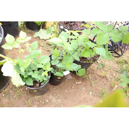 48 - 3 x thornless blackberries in pots