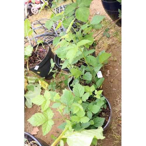 48 - 3 x thornless blackberries in pots