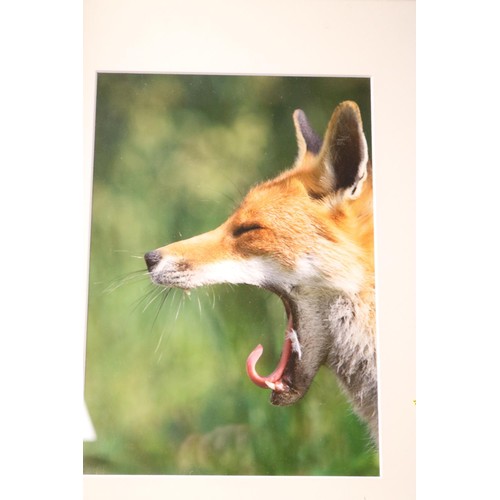 188 - Framed photograph of fox