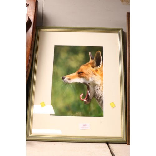 188 - Framed photograph of fox