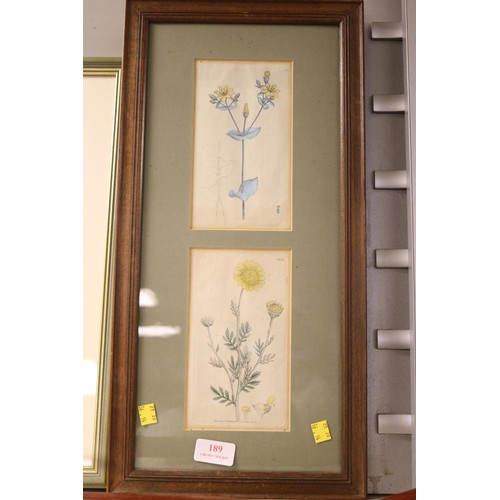 189 - Vintage framed botanical print