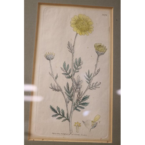 189 - Vintage framed botanical print