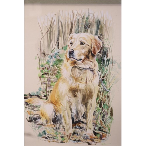 203 - Framed retriever picture, water colour, signed