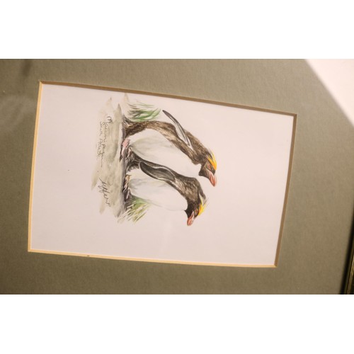 222 - 7 water colours of various birds