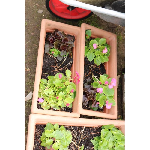 63 - 6 x planted plastic tub planters with begonias