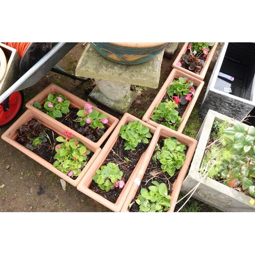 63 - 6 x planted plastic tub planters with begonias