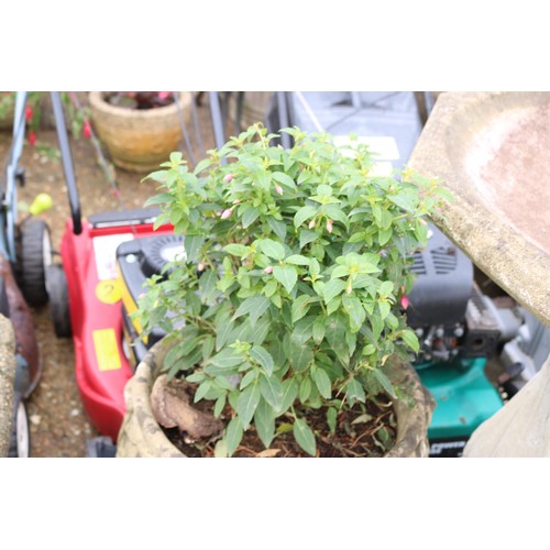 73 - Large stone planter with fuchsia?