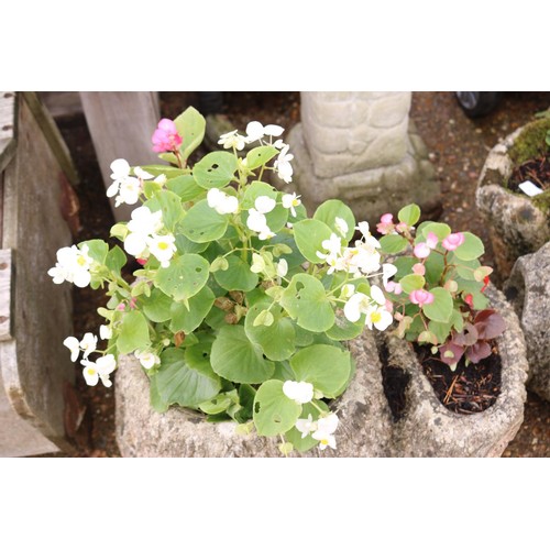 74 - Two Log stone planters with begonias