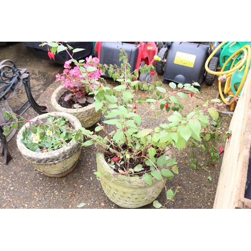 92 - Stone lattice planter with fuchsia