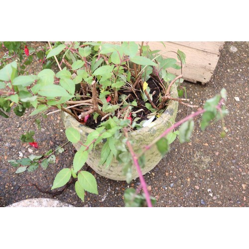 92 - Stone lattice planter with fuchsia