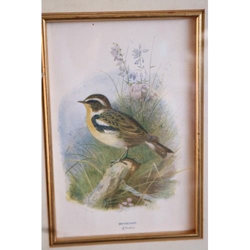 600 - Framed lithograph bird (1900)