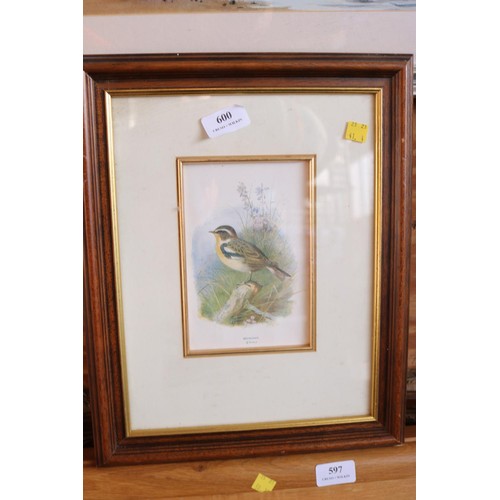 600 - Framed lithograph bird (1900)