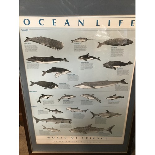 610B - Framed print, ocean life