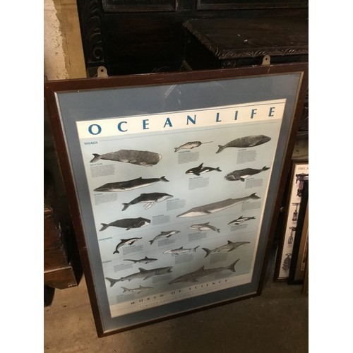 610B - Framed print, ocean life
