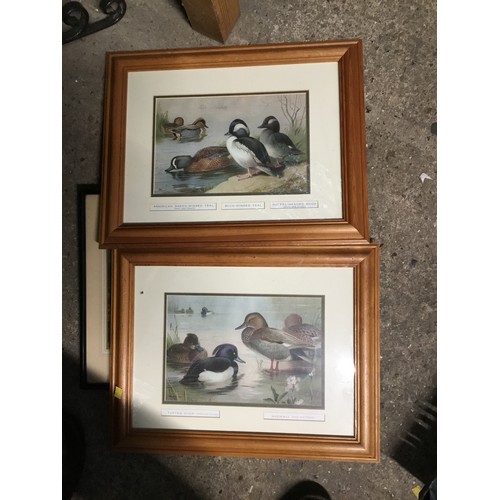 612A - various framed pictures