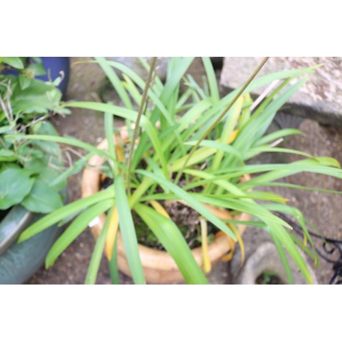 85 - Glazed planter with agapanthus