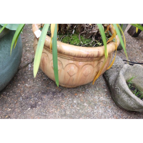 85 - Glazed planter with agapanthus