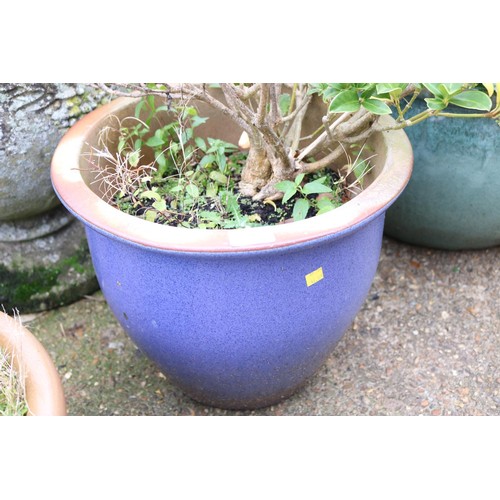 87 - Blue glazed planter with shrub