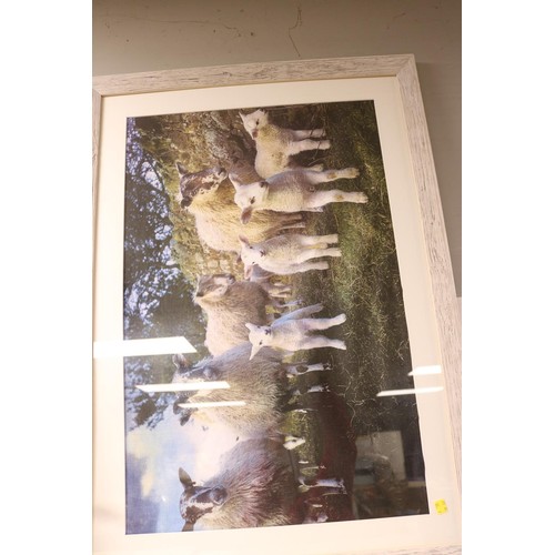 220 - Large framed photo of sheep and two canvas paintings of lambs