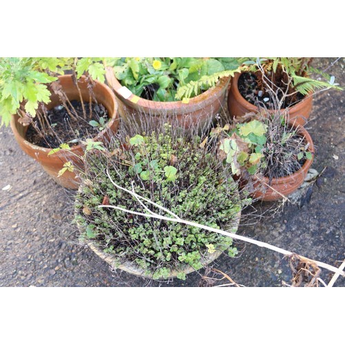 23 - 5 x various plant pots and plants