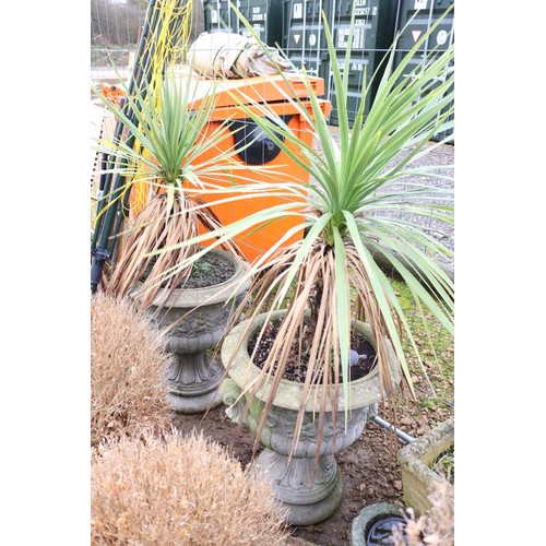 22 - Pair of large urn planters on plinths with 2 palm trees